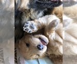 Small Photo #12 Belgian Tervuren-German Shepherd Dog Mix Puppy For Sale in COTO DE CAZA, CA, USA