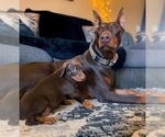 Small #1 Doberman Pinscher