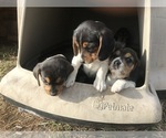 Small #4 Beagle