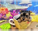 Small #3 Yorkshire Terrier
