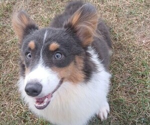 Pembroke Welsh Corgi Puppy for sale in MILTON, WI, USA