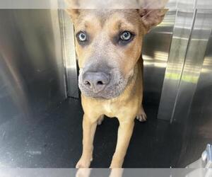 American Staffordshire Terrier-German Shepherd Dog Mix Dogs for adoption in Grand Prairie, TX, USA
