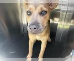 Small American Staffordshire Terrier-German Shepherd Dog Mix
