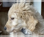 Small Photo #9 Goldendoodle Puppy For Sale in NIOTA, TN, USA