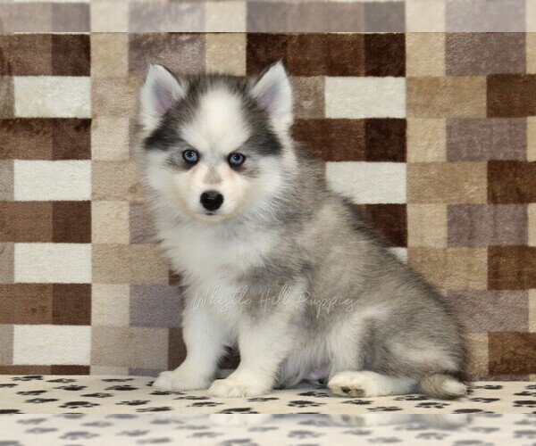 Medium Photo #1 Pomsky Puppy For Sale in DENVER, PA, USA
