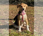 Small #7 German Shepherd Dog-Whippet Mix