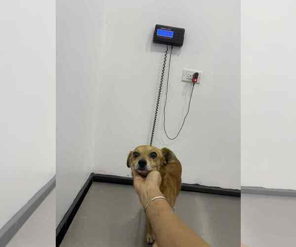 Medium Photo #2 Chiweenie Puppy For Sale in Escondido, CA, USA