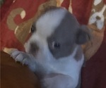 Small #3 Faux Frenchbo Bulldog