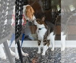 Small #10 American Foxhound-Beagle Mix