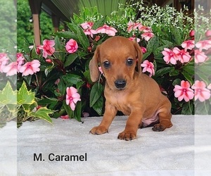 Dachshund Puppy for sale in NATHALIE, VA, USA