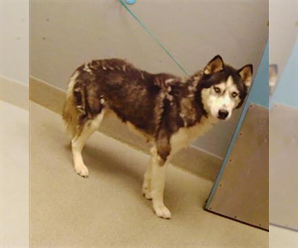 Medium Photo #1 Siberian Husky-Unknown Mix Puppy For Sale in Las Vegas, NV, USA