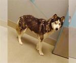 Small Siberian Husky Mix