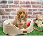 Small #2 Poodle (Miniature)
