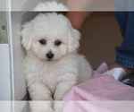 Small #1 Bichon Frise