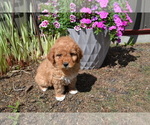 Puppy Rainy Goldendoodle (Miniature)