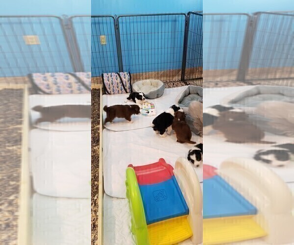 Medium Photo #7 Border Collie Puppy For Sale in STRAFFORD, MO, USA