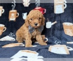 Small #1 Cavapoo (Miniature)