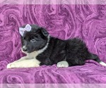 Small Photo #4 Border Collie Puppy For Sale in KIRKWOOD, PA, USA