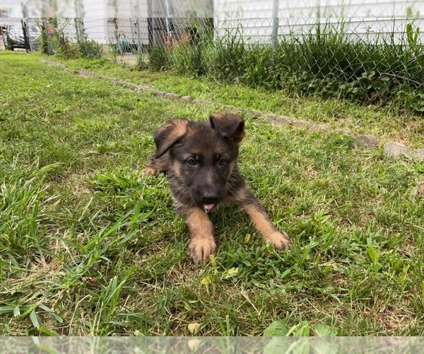 Medium Photo #6 German Shepherd Dog Puppy For Sale in SPRINGFIELD, IL, USA