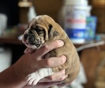 Puppy Little Lola Olde English Bulldogge