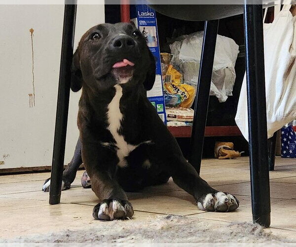 Medium Photo #11 American Staffordshire Terrier-Unknown Mix Puppy For Sale in Tracy City, TN, USA