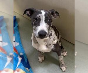 Catahoula Leopard Dog Dogs for adoption in Placerville, CA, USA