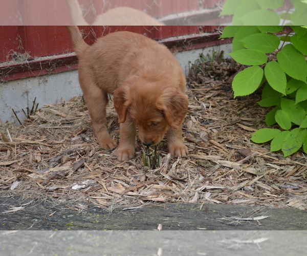 Medium Photo #2 Golden Retriever Puppy For Sale in GREENWOOD, WI, USA