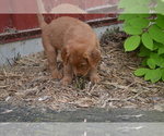 Small #1 Golden Retriever