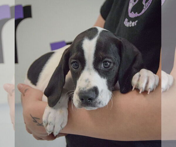 Medium Photo #3 Beagle-Brittany Mix Puppy For Sale in Huntley, IL, USA