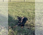 Small Photo #5 Miniature Pinscher Puppy For Sale in CANOGA, NY, USA