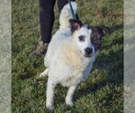 Small #24 American Staffordshire Terrier-Border Collie Mix