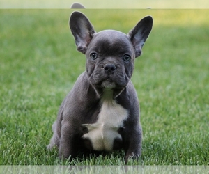 French Bulldog Puppy for sale in BOSTON, MA, USA