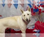 Small Gerberian Shepsky