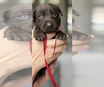 Puppy Megan Labrador Retriever