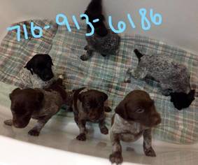 German Shorthaired Pointer Puppy for sale in CAMBRIDGE SPRINGS, PA, USA