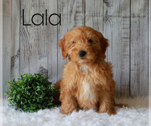 Goldendoodle-Poodle (Miniature) Mix Puppy for sale in FREDERICKSBG, OH, USA
