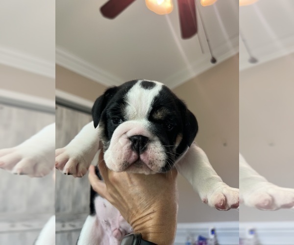 Medium Photo #8 English Bulldog Puppy For Sale in FAYETTEVILLE, NC, USA