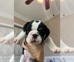 Small #7 English Bulldog
