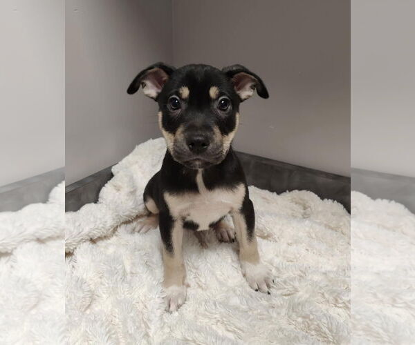 Medium Photo #8 American Pit Bull Terrier-Labrador Retriever Mix Puppy For Sale in St. Louis Park, MN, USA