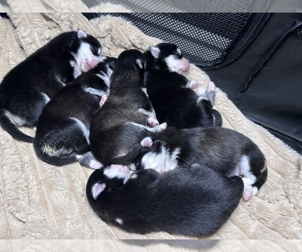 Medium Photo #1 Pomsky Puppy For Sale in HOMELAND, CA, USA