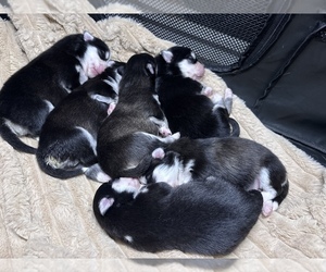 Pomsky Puppy for sale in HOMELAND, CA, USA