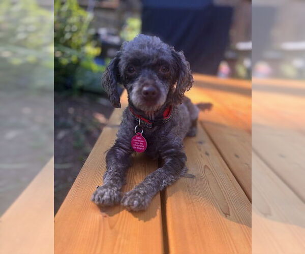 Medium Photo #4 Poodle (Miniature)-Unknown Mix Puppy For Sale in Bellevue, WA, USA