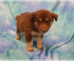 Mutt Dogs for adoption in Thief River Falls, MN, USA