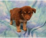 Small Mutt