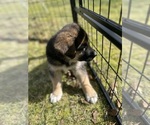 Puppy Puppy 3 Teal German Shepherd Dog-Great Pyrenees Mix