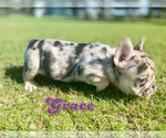 Small Photo #3 French Bulldog Puppy For Sale in CORAL SPRINGS, FL, USA