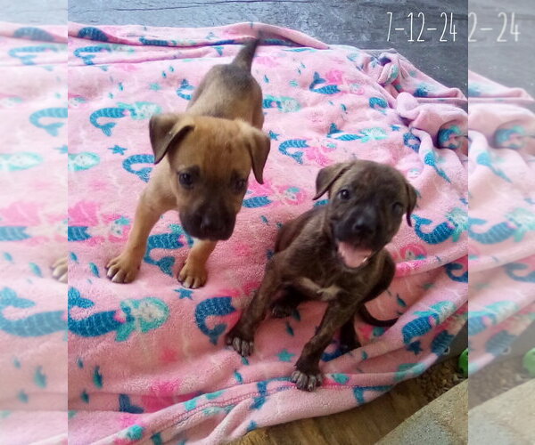 Medium Photo #15 Mutt Puppy For Sale in Apple Valley, CA, USA