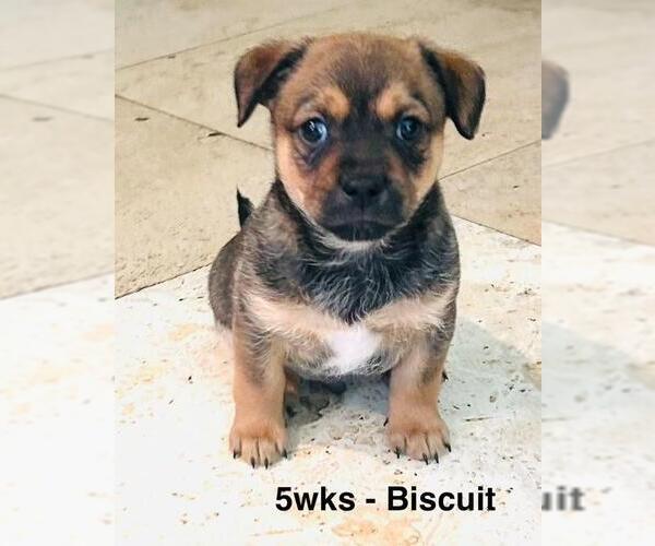 Medium Photo #4 Chiweenie Puppy For Sale in Los Angeles, CA, USA