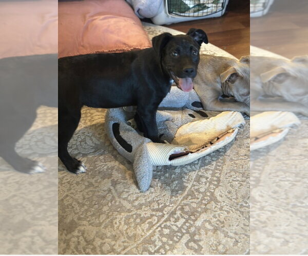 Medium Photo #3 Labrador Retriever-Unknown Mix Puppy For Sale in Mooresville, NC, USA