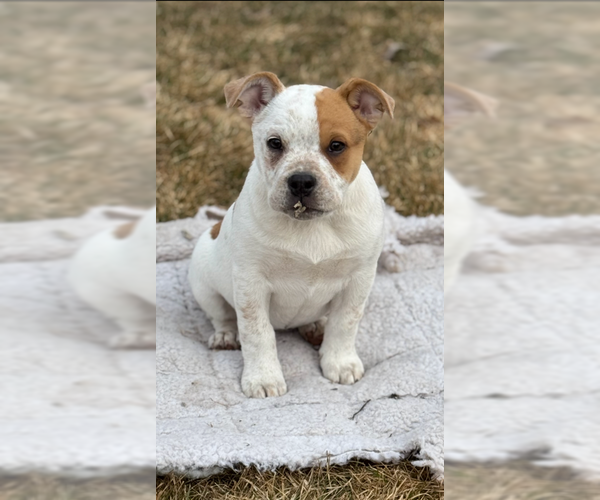 Medium Photo #3 Bulldog-Unknown Mix Puppy For Sale in MIDWAY, UT, USA
